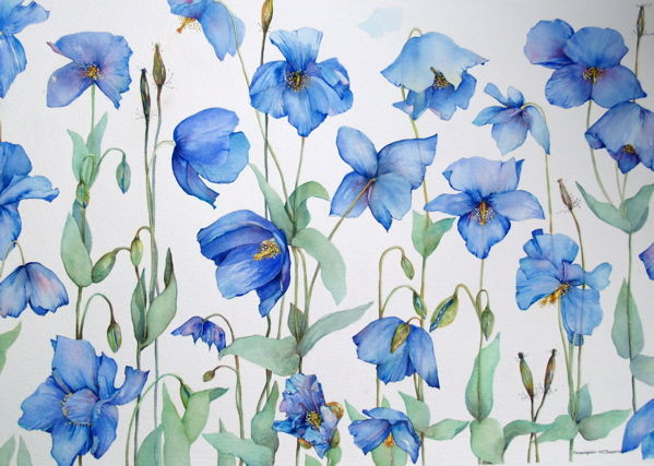 Meconopsis (multi heads)